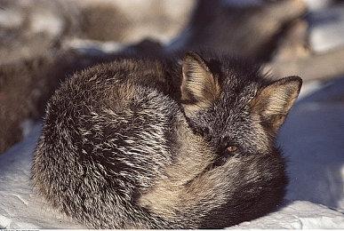 《神奇四侠：初露锋芒》人物海报曝光！漫威第一“权威”家庭